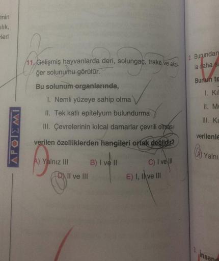 inin
ılık,
leri
APOIEMI
11. Gelişmiş hayvanlarda deri, solungaç, trake ve akci-
ğer solunumu görülür.
Bu solunum organlarında,
1. Nemli yüzeye sahip olma
II. Tek katlı epitelyum bulundurma
III. Çevrelerinin kılcal damarlar çevrili olması
verilen özellikler