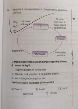 6.
Aşağıda X canlısının heterotrof beslenmesi şematize
edilmiştir.
CO2
H₂O+
NH₂
Hücresel
solunum
Beslenme
A) Yalnız I
X
D) II ve III
Amino asit
Sindirim
enzimlerinin
B) I ve II
hücre dışına
salgılanması
Görselde belirtilen olayları gerçekleştirdiği bilinen
X canlısı ile ilgili;
1. Saprofit beslenen bir canlıdır.
II. Mantar, cıvık mantar ya da bakteri olabilir.
III. Azot döngüsünde görev alır.
özelliklerinden hangileri söylenebilir?
Protein
Hücre dışı
sindirim
E) I, II ve III
C) I ve III
bry Yayınları