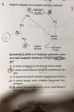 1. Aşağıda doğadaki azot döngüsü şematize edilmiştir.
(M
Havadaki
N₂ gazi
N
NO3
NO2
2.
NH3
Ⓡ
Organik
kalıntılar
ISI
NH
Bitkisel
Protein
Şemada K, L, M, N ve R harfleriyle gösterilen canlı-
larla ilgili aşağıdaki ifadelerden hangisi doğru değil-
dir?
A) K canlısı prokaryot ya da ökaryot hücreli olabilir.
BL canlısı enerji ihtiyacını inorganik maddelerden kar-
şılar.
Hayvansal
Protein
C) M canlısında klorofil pigmenti sitoplazmada bulunur.
D) N canlısı toprağı azotlu bileşikler bakımından zen-
ginleştirir.
VE) (R canlısı atmosferdeki azotu artıran denitrifikasyon
bakterisidir.
Isı
3
L