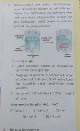 9.
8.
Şekildeki gibi bir beher, şeker moleküllerine ge-
çirgen olmayan yarı geçirgen bir zarla bölünüyor.
Beherin A ve B bölmelerine eşit hacimlerde fakat
farklı derişimlerde şeker çözeltileri konuyor. Bir
süre beklendikten sonra çözelti seviyelerinin
şekildeki hâle geldiği görülüyor.
A B
yoğun şeker
çözeltisl
peker
molekülleri
seçici geçirgen
zar
seyreltik geker
çözeltisi
D) II ve III
A
Bir bitki hücresinde:
Bu süreçle ilgili,
1. Şeker molekülleri zardan su moleküllerine
göre daha yavaş geçmiştir.
00
II. Başlangıç durumunda A bölmesine konulan
çözeltinin şeker derişimi, B bölmesine konu-
lan çözeltinin şeker derişiminden daha
yüksektir.
III. Zamanla B bölmesindeki çözeltinin derişimi
artmıştır.
yargılarından hangileri doğrudur?
A) Yalnız I
B) Yalnız II
suyun
hareketi
E) I, II ve III
C) I ve II