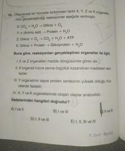 10. Hayvansal bir hücrede birbirinden farklı X, Y, Z ve K organelle
rinin gerçekleştirdiği reaksiyonlar aşağıda verilmiştir.
X: CO₂ + H₂O → Glikoz + O₂
Y:n (Amino asit) → Protein + H₂O
Z: Glikoz + O₂ → CO₂ + H₂O + ATP
2
K: Glikoz + Protein → Glikoprotein + H₂O
Buna göre, reaksiyonları gerçekleştiren organeller ile ilgili;
I.X ve Z organelleri madde döngüsünde görev alır.
II. K organeli hücre zarına özgüllük kazandıran maddeleri sen-
tezler.
III. Y organelinin sayısı protein sentezinin yüksek olduğu hüc-
relerde fazladır.
IV. X, Y ve K organellerinde oluşan olaylar anaboliktir.
ifadelerinden hangileri doğrudur?
A) I ve II
B) I ve III
D) I, II ve III
E) I, II, III ve IV
Il ve Ill
9. Sınıf-Biyoloji