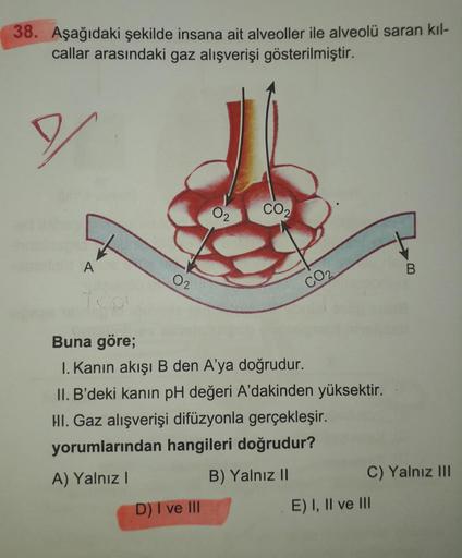 38. Aşağıdaki şekilde insana ait alveoller ile alveolü saran kıl-
callar arasındaki gaz alışverişi gösterilmiştir.
A
02
0₂
D) I ve III
CO₂
CO₂
Buna göre;
I. Kanın akışı B den A'ya doğrudur.
II. B'deki kanın pH değeri A'dakinden yüksektir.
HI. Gaz alışveriş