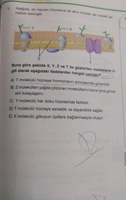 1.
Aşağıda, bir hayvan hücresine ait akıcı mozaik zar modeli şe-
matize edilmiştir.
T
Helele Nefelel
OSIN
t
Z
Buna göre şekilde X, Y, Z ve T ile gösterilen maddelerle il-
gili olarak aşağıdaki ifadelerden hangisi yanlıştır?
Y
A) T molekülü hücreye hormonların alınmasında görevlidir.
B) Z molekülleri yağda çözünen moleküllerin hücre içine girme-
sini kolaylaştırır.
C) Y molekülü her doku hücresinde farklıdır.
D) T molekülü hücreye esneklik ve dayanıklılık sağlar.
E) X molekülü glikozun lipitlere bağlanmasıyla oluşur.
Shbuu!