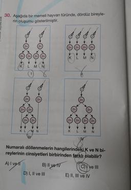 30. Aşağıda bir memeli hayvan türünde, dördüz bireyle-
rin oluşumu gösterilmiştir.
2n
K
2n
2n
2n 2n 2n
2n 2n
2n
2n
M N
2n
KL M N
!!!
B) II ve IV
2n 2n 2n 2n
D) I, II ve III
K
2n
K
L M N
6
2n
2n
2n 2n 2n 2n
Numaralı döllenmelerin hangilerindeki K ve N bi-
reylerinin cinsiyetleri birbirinden farklı olabilir?
A) I vel
L MN
C ve III
E) II, III ve IV