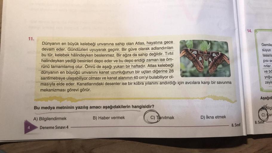 11.
Dünyanın en büyük kelebeği unvanına sahip olan Atlas, hayatına gece
devam eder. Gündüzleri uyuyarak geçirir. Bir güve olarak adlandırılan
bu tür, kelebek hâlindeyken beslenmez. Bir ağza da sahip değildir. Tırtıl
halindeyken yediği besinleri depo eder v