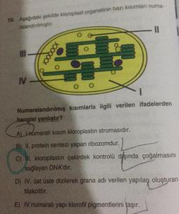 10. Aşağıdaki şekilde kloroplast organelinin bazı kısımları numa-
ralandinimıştır.
IV
xxxxxxx
Numaralandırılmış kısımlarla ilgili verilen ifadelerden
hangisi yanlıştır?
A) Laumaralı kısım kloroplastın stromasıdır.
B) II, protein sentezi yapan ribozomdur.
C) III, kloroplastın çekirdek kontrolü dışında çoğalmasını
sağlayan DNA'dır.
D) IV, üst üste dizilerek grana adı verilen yapıları oluşturan
tilakoittir.
E) IV numaralı yapı klorofil pigmentlerini taşır.