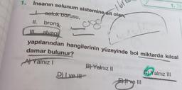 1.
İnsanın solunum sistemine ait olan,
setuk borusu,
8
I
II. bronş,
alveol
yapılarından hangilerinin yüzeyinde bol miktarda kılcal
damar bulunur?
A) Yalnız I
D) Lve H
B) Yalnız II
1. TE
Extve III
C)Yalnız III