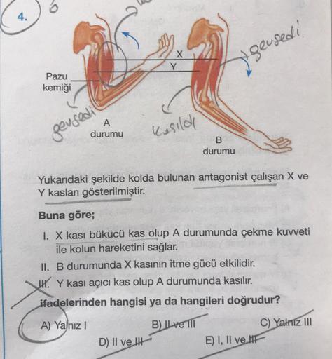 4.
Pazu
kemiği
A
durumu
gersedil
X
kaşıldı
B
durumu
D) II ve
geused!
Yukarıdaki şekilde kolda bulunan antagonist çalışan X ve
Y kasları gösterilmiştir.
Buna göre;
I. X kası bükücü kas olup A durumunda çekme kuvveti
ile kolun hareketini sağlar.
II. B durumu