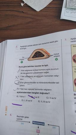 - 7. ÜNİTE
5.
Aşağıdaki şekilde böbrek üstü bezlerinin kesiti gös-
terilmiştir.
Öz
bölgesi
Buna göre belirtilen kısımlar ile ilgili,
X'ten salgılanan kortizol hormonu açlık durumun-
da kan şekerinin yükselmesini sağlar.
II. Y'den aldosteron ve adrenalin hormonları salgı-
lanır.
III X'ten glikokortikoidler ve mineralokortikoidler sal-
2
gılanır.
V. Y'den bazı eşeysel hormonlar salgılanır.
açıklamalarından hangileri doğrudur?
A) Yalnız I
BI ve III
D) I, III ve IV
Beyinden gelen
uyarılar
Kabuk
bölgesi
E) II, III ve IV
Hipotalamus
RF
-
C) II ve IV
T
7.
Tiroksin: YE
metabolizma
neden olur. Ç
tiroit bezi çok
talığı oluşur.
tarafından der
Endokrin
kan yoluyl
Aşağı
neder
Nor
Ti
ha
Bu
VE
A
E