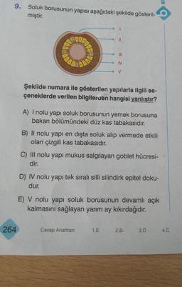 9. Soluk borusunun yapısı aşağıdaki şekilde gösteril-
miştir.
264
Şekilde numara ile gösterilen yapılarla ilgili se-
çeneklerde verilen bilgilerden hangisi yanlıştır?
→ IV
V
A) I nolu yapı soluk borusunun yemek borusuna
bakan bölümündeki düz kas tabakasıdır.
B) Il nolu yapı en dışta soluk alıp vermede etkili
olan çizgili kas tabakasıdır.
C) III nolu yapı mukus salgılayan goblet hücresi-
dir.
D) IV nolu yapı tek sıralı silli silindirk epitel doku-
dur.
E) V nolu yapı soluk borusunun devamlı açık
kalmasını sağlayan yarım ay kıkırdağıdır.
Cevap Anahtan:
1.E
2.B
3.D
18
4.C