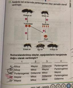 11. Aşağıda bal arılarında partenogenez olayı şematik olarak
verilmiştir.
A) Mitoz
B) Mitoz
Kraliçe arı
Yumurtalar
DY Mayoz
EX Mayoz
Erkek arı
2
Erkek arı
Mayoz
Mitoz
Partenogenez Döllenme
Mitoz
Mitoz
Spermler
®!
İşçi arı
Numaralandırılmış olaylar, aşağıdakilerin hangisinde
doğru olarak verilmiştir?
1
Zigot
Kraliçe arı
3
Döllenme
Mayoz
Mitoz
Döllenme
Mitoz
4
Partenogenez
Partenogenez
Mayoz
Partenogenez
Döllenme
YKS/MF-MODÜL (1)
2
3
4
SINAV YAY