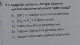 31. Aşağıdaki olaylardan hangisi hücrenin
ozmotik basıncının artmasına neden olmaz?
A) Glikozun oksijenli solunumda kullanılması
8) CO₂ ve H₂O ile glikoz sentezi
C) Protein hidrolizinin gerçekleşmesi
D) Yağların yağ asidi ve gliserole yıkımı
E) Hücrenin hipertonik çözeltiye bırakılması