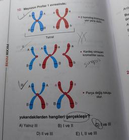 BENIM HOCAM
10. Mayozun Profaz 1 evresinde;
a
A ha mo
XX
83
88
A a
b B
IIL
B
A
B
b
Tetrat
a
D) II ve III
b
Dek
ax
b
a
2 homolog kromozom
yan yana dizilir.
b
OVAT
. Kardeş olmayan
kromatitler sarılır.
Sinopsis
yukarıdakilerden hangileri gerçekleşir?
A) Yalnız III
B) I ve II
Parça değiş tokuşu
olur.
E) I, II ve III
ve III
Arıla
Bu
ür
A
E
2