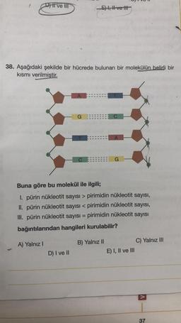 DY II ve III
38. Aşağıdaki şekilde bir hücrede bulunan bir molekülün belirli bir
kısmı verilmiştir.
A) Yalnız I
Canast
A
D) I ve II
G
E) I, I ve tit
II
Buna göre bu molekül ile ilgili;
1. pürin nükleotit sayısı > pirimidin nükleotit sayısı,
II. pürin nükleotit sayısı < pirimidin nükleotit sayısı,
III. pürin nükleotit sayısı = pirimidin nükleotit sayısı
bağıntılarından hangileri kurulabilir?
G
B) Yalnız II
16
E) I, II ve III
C) Yalnız III
V
37