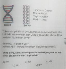 DI
Şekil I
Şekil II
Yukarıdaki şekilde bir DNA sarmalının görseli verilmiştir. Şe-
kil I deki modeli örnek alan Deniz 6 boğumdan oluşan DNA
modelini hazırlamak istiyor.
Turuncu → Guanin
Mor→→ Sitozin
Yeşil → Adenin
Mavi → Timin
Guanin (G) = Sitozin(S) ile
Adenin(A) = Timin(T) ile hidrojen bağıyla bağlanmıştır.
Buna göre, Deniz elinde yeterli sayıdaki parçalar ile kaç
farklı şekilde sarmalı oluşturabilir?
A) 236
D) 364
B) 36!
E) 218
C) 436
UĞUR