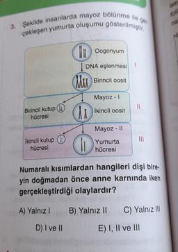 3. Şekilde insanlarda mayoz bölünme ile ger
çekleşen yumurta oluşumu gösterilmiştir.
Birincil kutup
hücresi
İkincil kutup
hücresi
HIGH
In Oogonyum
DNA eşlenmesi
D) I ve II
MAX
I1
Birincil oosit
Mayoz - I
İkincil oosit
Mayoz - II
Yumurta
hücresi
Numaralı kısımlardan hangileri dişi bire-
yin doğmadan önce anne karnında iken
gerçekleştirdiği olaylardır?
A) Yalnız I
||
10
B) Yalnız II
|||
C) Yalnız III
E) I, II ve III
foli
na
Hi