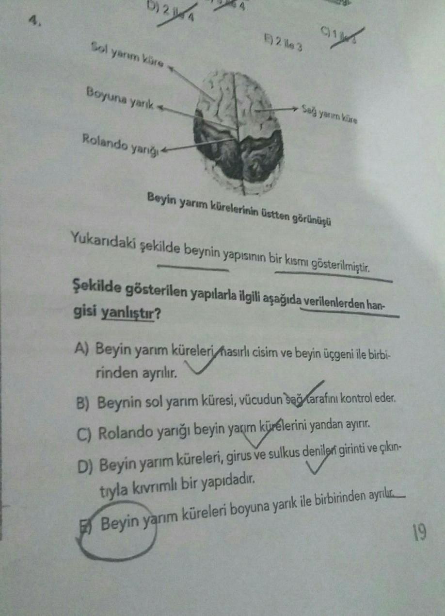 21A
Sol yarım küre
Boyuna yarık-
Rolando yanığı
E2 ile 3
C14
Sağ yarım küre
Beyin yarım kürelerinin üstten görünüşü
Yukarıdaki şekilde beynin yapısının bir kısmı gösterilmiştir.
Şekilde gösterilen yapılarla ilgili aşağıda verilenlerden han-
gisi yanlıştır?