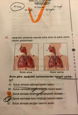 31.
A) Tuna
Cenk: CO₂ ve atlant gili
Lasimak
D) Tupa
B) Zeynep
10) Cerk
E) Harun
Aşağıdaki şekillerde insanda soluk alma ve soluk verme
olayları gösterilmiştir.
↑
Soluk alma
Soluk verme
Buna göre, aşağıdaki açıklamalardan hangisi yanlış-
tır?
AMRm in everolim
A) Soluk almada kaburga kasları kasılır.por V
B) Soluk vermede goods boşluğu hacmi azalır.
C) Soluk almada diyafram gevşeyerek düzleşir.
D Soluk vermede karın boşluğu basıncı azalır.
E) Soluk almada akciğer basıncı azalır.
i
ufo
G
5
8