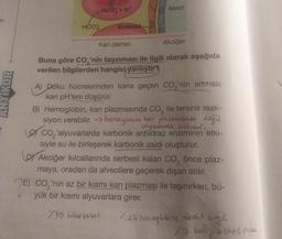 a-
ANTIKOR
HCO3
HCO3+H*
Endotel
Alveol
Kan damarı
Akciğer
Buna göre CO,'nin taşınması ile ilgili olarak aşağıda
verilen bilgilerden hangisi yanlıştır?
A) Doku hücrelerinden kana geçen CO,'nin artması
kan pH'sını düşürür.
B) Hemoglobin, kan plazmasında CO₂ ile tersinir reak-
siyon verebilir. → hemoglobin kan plazmasundar değil
alyuvarda bulwow
Co₂alyuvarlarda karbonik anhidraz enziminin etki-
siyle su ile birleşerek karbonik asidi oluşturur.
DY Akciğer kılcallarında serbest kalan CO₂ önce plaz-
maya, oradan da alveollere geçerek dışarı atılır.
E) CO₂'nin az bir kısmı kan plazması ile taşınırken, bü-
yük bir kısmı alyuvarlara girer.
170 bikarbonat
7.23 henagbbine direkt bagh
77 kan plazmas nice