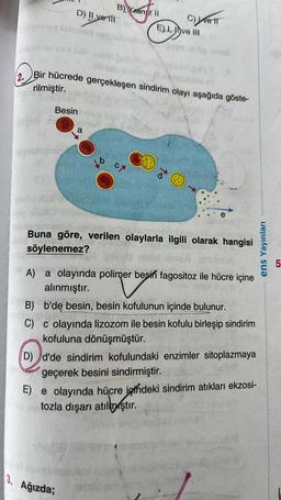 derinay termas
Besin
poblega
may
D) II ve II
Loom evenx sub pob g
Tildmu
2. Bir hücrede gerçekleşen sindirim olayı aşağıda göste-
rilmiştir.
a
B) Yalniz II
16
3. Ağızda;
07
C) Welt
E) I, ve III
1940
ď
ue
G160 100
Buna göre, verilen olaylarla ilgili olarak hangisi
söylenemez?
num
A) a olayında polimer besin fagositoz ile hücre içine
alınmıştır.
B) b'de besin, besin kofulunun içinde bulunur.
C) c olayında lizozom ile besin kofulu birleşip sindirim
kofuluna dönüşmüştür.
D) d'de sindirim kofulundaki enzimler sitoplazmaya
geçerek besini sindirmiştir.
E) e olayında hücre içindeki sindirim atıkları ekzosi-
tozla dışarı atılmiştir.
28
ens Yayınları
51