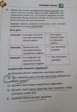 inal
I
DENEME SINAVI 1B
Böbrek üstü bezinin öz bölgesinden salinan adrenalin (epi-
nefrin) hormonu vücutta çeşitli fizyolojik değişimlerin ger-
çekleşmesine neden olur. Bu fizyolojik değişimler vücudun
strese karşı "Savaş ya da kaç" yanıtıdır. Bu hormonun resep-
törleri hücrelerin zar kısmında bulunur.
Aşağıdaki tabloda adrenalin hormonunun hücre zarındaki
reseptörleri ve etkileri gösterilmiştir.
Buna göre,
Adrenalin Karaciğer hücresinin
zarındaki beta resep-
törüne bağlanır.
Adrenalin İskelet kası kan-
damarlarında beta
reseptörüne bağlanır.
Karaciğerde
glikojenin gliko-
za dönüşümü
sağlanır.
Kan damarlarını
genişletir.
Kan damarlarını
genişletir.
Adrenalin İnce bağırsak kan
damarlarında alfa
reseptörüne bağlanır.
yargılarından hangisine ulaşılamaz?
A Adrenalin etkisini reseptörler aracılığıyla gösterir.
B) Aynı reseptöre sahip hücreler adrenalinin etkisiyle aynı
tepkiyi gösterir.
C) Epinefrin farklı tipteki reseptörlere bağlanabilir.
D) Epinefrin farklı hücre tiplerinde farklı tepkilerin ortaya
çıkmasına neden olur.
E) Adrenalin hücre zarından geçemez.
+