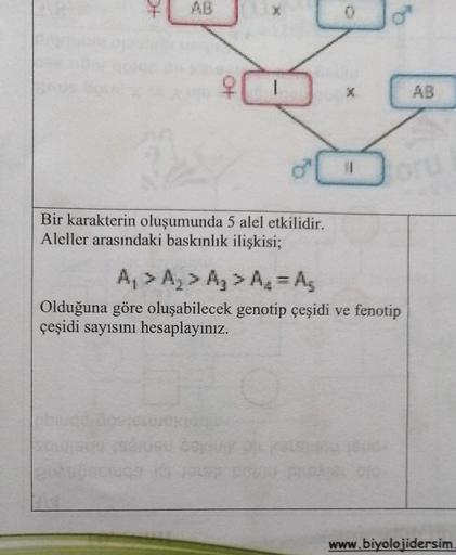 40
AB
Bir karakterin oluşumunda 5 alel etkilidir.
Aleller arasındaki baskınlık ilişkisi;
X
A₁ > A₂ > A₁ > A₂ = As
Olduğuna göre oluşabilecek genotip çeşidi ve fenotip
çeşidi sayısını hesaplayınız.
AB
www.biyolojidersim.