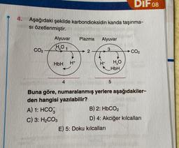 4. Aşağıdaki şekilde karbondioksidin kanda taşınma-
si özetlenmiştir.
CO₂
Alyuvar
H₂O 1
HbH H+
Plazma Alyuvar
3
2
H+
H₂O
HbH
5
E) 5: Doku kılcalları
DIF 08
CO2
Buna göre, numaralanmış yerlere aşağıdakiler-
den hangisi yazılabilir?
A) 1: HCO3
C) 3: H₂CO3
B) 2: HbCO2
D) 4: Akciğer kılcalları