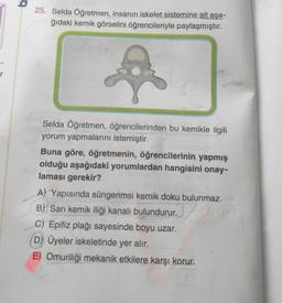 25. Selda Öğretmen, insanın iskelet sistemine ait aşa-
ğıdaki kemik görselini öğrencileriyle paylaşmıştır.
Selda Öğretmen, öğrencilerinden bu kemikle ilgili
yorum yapmalarını istemiştir.
Buna göre, öğretmenin, öğrencilerinin yapmış
olduğu aşağıdaki yorumlardan hangisini onay-
laması gerekir?
A) Yapısında süngerimsi kemik doku bulunmaz.
B) Sarı kemik iliği kanalı bulundurur.
C) Epifiz plağı sayesinde boyu uzar.
(D) Üyeler iskeletinde yer alır.
E) Omuriliği mekanik etkilere karşı korur.