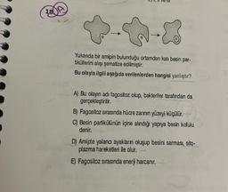 Yukanda bir amipin bulunduğu ortamdan katı besin par-
tiküllerini alışı şematize edilmiştir.
Bu olayla ilgili aşağıda verilenlerden hangisi yanlıştır?
A) Bu olayın adi fagositoz olup, bakteriler tarafından da
gerçekleştirilir.
B) Fagosítoz sırasında hücre zarının yüzeyi küçülür.
C) Besin partikülünün içine alındığı yapıya besin kofulu
denir.
D) Amipte yalancı ayakların oluşup besini sarması, sito-
plazma hareketleri ile olur.
E) Fagositoz sırasında enerji harcanır.