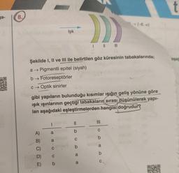 ga-
RESK
8.
Şekilde I, II ve III ile belirtilen göz küresinin tabakalarında;
a → Pigmentli epitel (siyah)
b→ Fotoreseptörler
c→ Optik sinirler
|
A) a
gibi yapıların bulunduğu kısımlar ışığın geliş yönüne göre
ışık ışınlarının geçtiği tabakaların sırası düşünülerek yapı-
lan aşağıdaki eşleştirmelerden hangisi doğrudur?
ABONE
B) a
O19
Işık
C) C
C
E) b
D)
-
||
b
C
a
a
MUODO
|||
→[-6,00)
C
b
t
aşağ