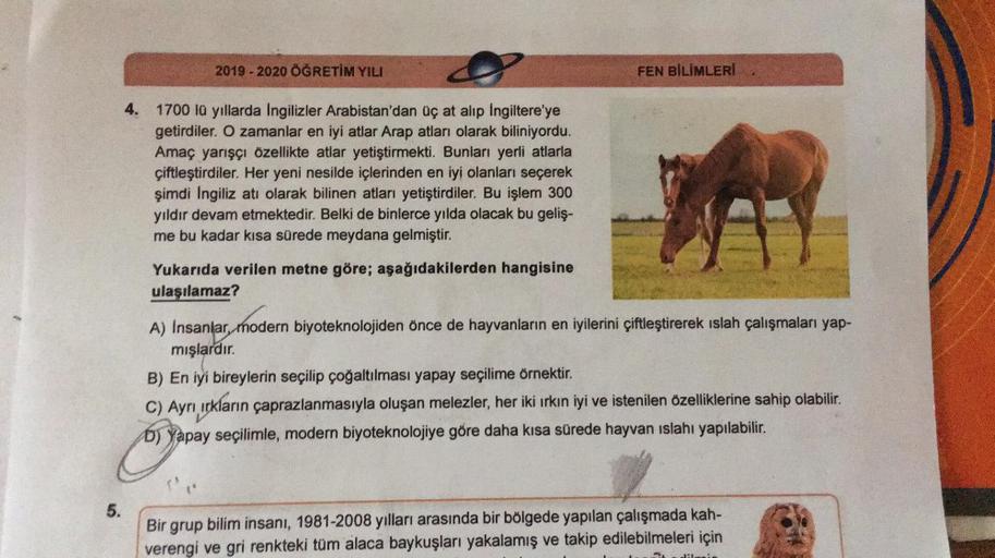 5.
8
4. 1700 lü yıllarda Ingilizler Arabistan'dan üç at alıp İngiltere'ye
getirdiler. O zamanlar en iyi atlar Arap atları olarak biliniyordu.
Amaç yarışçı özellikte atlar yetiştirmekti. Bunları yerli atlarla
çiftleştirdiler. Her yeni nesilde içlerinden en