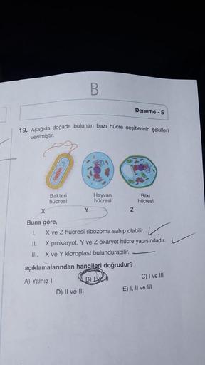 Bakteri
hücresi
19. Aşağıda doğada bulunan bazı hücre çeşitlerinin şekilleri
verilmiştir.
X
Buna göre,
1.
11.
III.
B
Y
D) II ve III
Hayvan
hücresi
Deneme - 5
Z
Bitki
hücresi
X ve Z hücresi ribozoma sahip olabilir.
X prokaryot, Y ve Z ökaryot hücre yapısınd