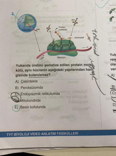 2.
DINA
Çekirdek
mRNA
mRNA
A) Çekirdekte
B) Peroksizomda
Protein
molekülü
E) Besin kofulunda
tRNA
Ribozom
Aminoasit
$44
Yukarıda üretimi şematize edilen protein mole
külü, aynı hücrenin aşağıdaki yapılarından han
gisinde kulanılamaz?
mosquis
sug
CEndoplazm