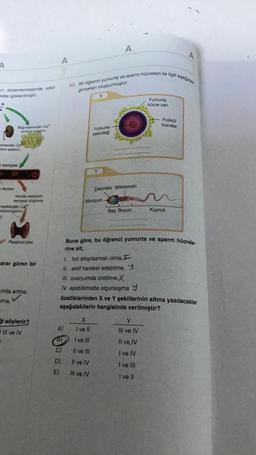 A
n düzenlenmesinde etkili
Alde gösterilmiştir.
Bagi saklardan Ca
emili azar
exlerden Ca
mi azaltar
seviyesi
diaman
Kanda kalsiyum
seviyesi düşünce
saklardan Caf
milimini artin
D
Paratiroit bezi
carar gören bir
inda artma,
Ima,
i söylenir?
III ve IV
A
A)
B)
D)
E)
40. Bir öğrenci yumurta ve sperm hücreleri ile ilgili aşağıdak
görselleri oluşturmuştur.
Yumurta
çekirdeği
Akrozom-
A
Çekirdek Mitokondri
III. ovaryumda üretilme,X
IV. epididimistte olgunlaşmay
X
I ve II
I ve Ill
Il ve III
Il ve IV
III ve IV
Baş Boyun
Buna göre, bu öğrenci yumurta ve sperm hücrele-
rine ait;
1. bol sitoplazmalı olma, I
II. aktif hareket edebilme,
özelliklerinden X ve Y şekillerinin altına yazılacaklar
aşağıdakilerin hangisinde verilmiştir?
Yumurta
hücre zarı
Folikül
hücresi
Y
III ve IV
Il ve IV
I ve IV
I ve III
I ve Il
A
Kuyruk