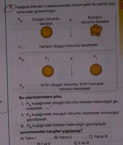 Aşağıda Mendel'in bezelyelerdeki tohum şekli ile yaptığı çap-
razlamalar gösterilmiştir.
PA: Düzgün tohumlu
bezelye
F₁:
PB:
F2:
F₁
X
Tamamı düzgün tohumlu bezelyeler
Buruşuk
tohumlu bezelye
X
%75'i düzgün tohumlu, %25'i buruşuk
tohumlu bezelyeler
D) I ve I