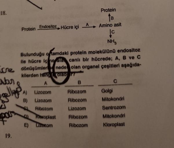 18.
Nar
gallegos
Bulunduğu ortamdaki protein molekülünü endositoz
lle hücre içine ala canlı bir hücrede; A, B ve C
se dönüşümler neden olan organel çeşitleri aşağıda-
kilerden hang & olab ?
A
19.
Protein Endositoz Hücre içi
A
-Hücre içi A
A)
Lizozom
B) Liz