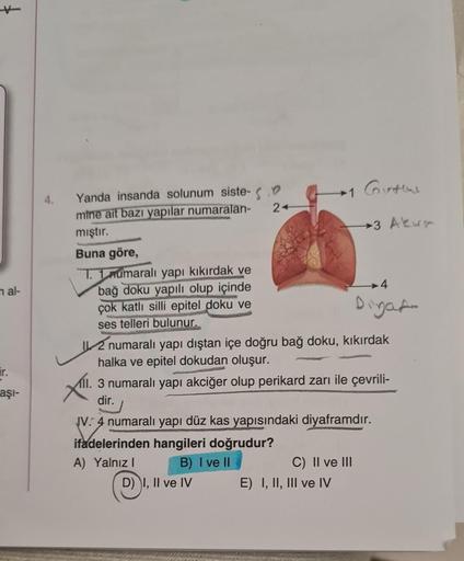 m al-
ir.
aşı-
4.
Yanda insanda solunum siste- .D
mine ait bazı yapılar numaralan-
24
mıştır.
Buna göre,
T. 1 numaralı yapı kıkırdak ve
bağ doku yapılı olup içinde
çok katlı silli epitel doku ve
ses telleri bulunur.
2 numaralı yapı dıştan içe doğru bağ dok