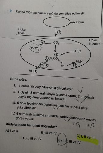 9. Kanda CO₂ taşınması aşağıda şematize edilmiştir.
Doku
SIVISI
HDCO,
HCO,
HCO
to
CO₂
H₂CO3
D) I, III ve IV
H+
ifadelerinden hangileri doğrudur?
A) I ve II
B) III ve IV
Doku
H₂O
HbH+
Buna göre,
I. 1 numaralı olay difüzyonla gerçekleşir.
II. CO₂'nin 3 numar