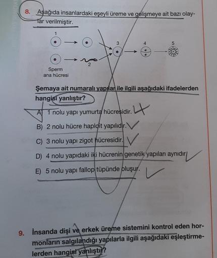 YONIK (
8. Aşağıda insanlardaki eşeyli üreme ve gelişmeye ait bazı olay-
Tar verilmiştir.
1
)→^
Sperm
ana hücresi
2
3
5
Şemaya ait numaralı yapılar ile ilgili aşağıdaki ifadelerden
hangisi yanlıştır?
A 1 nolu yapı yumurta hücreşidir.
4
B) 2 nolu hücre hapl