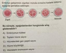 Embriyo gelişiminin zigottan morula evresine kadarki bölümü
aşağıda şematize edilmiştir.
Zigot
4>>>
->>>
Bu süreçte, aşağıdakilerden hangisinde artış
gözlenebilir?
A) Embriyonun kütlesi
B) Toplam hücre sayısı
C) Hücrelerdeki gen çeşidi sayısı
D) Hücre büyüklüğü
E) Hücrelerin kromozom sayısı
Morula