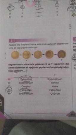 (
A)
(B)
D)
E)
Oogenez
1
(A)
B)
HI
1
D)
11
111
2
Aşağıda dişi bireylerin üreme sistiminde gözlenen segmentas-
yona ait bazı yapılar verilmiştir.
0-0-0-0-0
111
11
111
11
X
Y
Segmentasyon sürecinde gözlenen X ve Y yapılarının dişi
üreme sistemine ait aşağıdaki yapılardan hangisinde bulun-
ması beklenir?
Fallop tüpü
Endometriyum
Ovaryum
Fallop tupu
Endometriyum
CAP
Y
Endometriyum
Serviks
Vajina
Fallop tüpü
Ovaryum
ins
şim
les
8)
C)
D
E
216