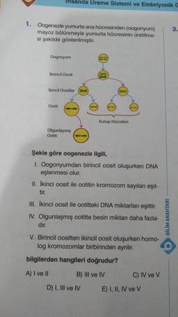 Insanda Ureme Sistemi ve Embriyonik G
1. Oogenezle yumurta ana hücresinden (oogonyum) 3.
mayoz bölünmeyle yumurta hücresinin üretilme-
si şekilde gösterilmiştir.
Oogonyum
Birincil Oosit
İkincil Oositler
Ootit
Olgunlaşmış
Ootit
Kutup Hücreleri
Şekle göre oogenezle ilgili,
1. Oogonyumdan birincil oosit oluşurken DNA
eşlenmesi olur.
II. İkinci oosit ile ootitin kromozom sayıları eşit-
tir.
III. İkinci oosit ile ootitteki DNA miktarları eşittir.
IV. Olgunlaşmış ootitte besin miktarı daha fazla-
dır.
V. Birincil oositten ikincil oosit oluşurken homo-
log kromozomlar birbirinden ayrılır.
bilgilerden hangileri doğrudur?
A) I ve II
B) III ve IV
D) I, III ve IV
C) IV ve V
E) I, II, IV ve V
BİLİM ANAHTARI