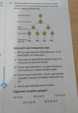 im)
ne-
A
BİLİM ANAHTARI
3. Spermatogenezle sperm ana hücresinden (sper-
matogonyum) mayoz bölünmeyle spermlerin üre-
tilmesi şekilde gösterilmiştir.
Spermatogonyum
Birincil Spermatosit
İkincil
Spermatositler
Spermatitler
Olgunlaşmış
Spermler
Şekle göre spermatogenezle ilgili,
1. Birincil spermatositte DNA eşlenmesi ile ka-
litsal bilgiler iki katına çıkar.
II. Olgunlaşmış spermlerde bulunan eşey kro-
mozomları birbirinden farklıdır.
III. İkincil spermatositlerin ve spermatogonyu-
mun kromozom sayıları birbirine eşittir.
IV. Birincil spermatositten ikincil spermatosit
oluşurken kardeş kromatitler birbirinden ay-
rılır.
V. İkincil spermatositte kamçı bulunur.
bilgilerden hangileri yanlıştır?
A) I ve II
B) Ill ve V
D) I, II ve III
C) IV ve V
E) II, III ve V