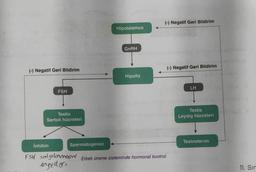 (-) Negatif Geri Bildirim
FSH
Testis
Sertoli hücreleri
inhibin
Hipotalamus
GnRH
Hipofiz
(-) Negatif Geri Bildirim
Spermatogenez
FSH salgılamasn Erkek üreme sisteminde hormonal kontrol
engeller.
(-) Negatif Geri Bildirim
LH
Testis
Leydig hücreleri
Testosteron
11. Sır