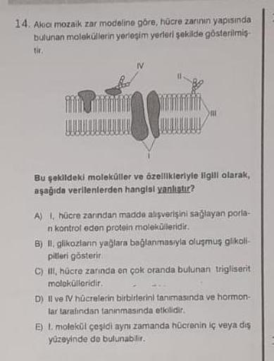 14. Akici mozaik zar modeline göre, hücre zarının yapısında
bulunan moleküllerin yerleşim yerleri şekilde gösterilmiş-
tir.
N
Bu şekildeki moleküller ve özellikleriyle ilgili olarak,
aşağıda verilenlerden hangisi yanlıştır?
A) I, hücre zarından madde alışv