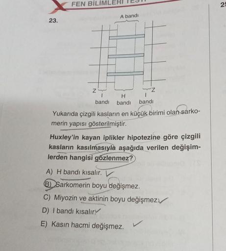 23.
FEN BİLİMLERI
Z
A bandi
H
bandi bandi
Z
1
bandi
Yukarıda çizgili kasların en küçük birimi olan sarko-
merin yapısı gösterilmiştir.
Huxley'in kayan iplikler hipotezine göre çizgili
kasların kasılmasıyla aşağıda verilen değişim-
lerden hangisi gözlenmez?