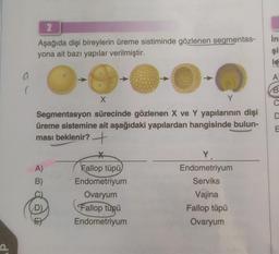 a
(
2
Aşağıda dişi bireylerin üreme sistiminde gözlenen segmentas-
yona ait bazı yapılar verilmiştir.
X
Segmentasyon sürecinde gözlenen X ve Y yapılarının dişi
üreme sistemine ait aşağıdaki yapılardan hangisinde bulun-
ması beklenir?
A)
B)
D)
Y
*
Fallop tüpü
Endometriyum
Ovaryum
Fallop tüpü
Endometriyum
Y
Endometriyum
Serviks
Vajina
Fallop tüpü
Ovaryum
in
şi
le
A
B
D
E