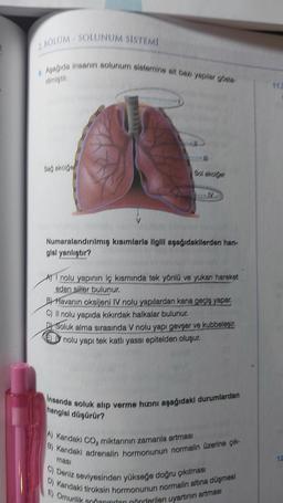 2. BOLUM-SOLUNUM SISTEMI
8. Aşağıda insanın solunum sistemine sit baza yaplar gee
Sağ akciğer
Numaralandırılmış kısımlarla ilgili aşağıdakilerden han-
glal yanlıştır?
AT nolu yapının iç kısmında tek yönlü ve yukan hareket
eden siller bulunur.
B) Havanın oksijeni IV nolu yapılardan kana geçiş yapar.
C) Il nolu yapıda kıkırdak halkalar bulunur.
Soluk alma sırasında V nolu yapı gevşer ve kubbeleşir.
6 nolu yapı tek katlı yassı epitelden oluşur.
Insanda soluk alıp verme hızını aşağıdaki durumlardan
hangisi düşürür?
A) Kandaki CO₂ miktarının zamanla artması
B) Kandaki adrenalin hormonunun normalin üzerine çık-
masi
C) Deniz seviyesinden yükseğe doğru çıkılması
D) Kandaki tiroksin hormonunun normalin altına düşmesi
E) Omurilik soñanından gönderilen uyartinin artması
12