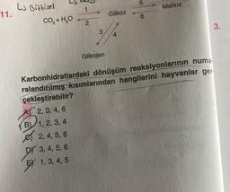 L) Bitkisel
11.
1
CO,+H,O 2
3
B) 1, 2, 3, 4
2,4,5,6
DY 3, 4, 5, 6
EX 1, 3, 4, 5
Glikojen
Glikoz
4
5
6
Maltoz
Karbonhidratlardaki dönüşüm reaksiyonlarının numa
ralandırılmış kısımlarından hangilerini hayvanlar ger
çekleştirebilir?
A) 2, 3, 4, 6
3.