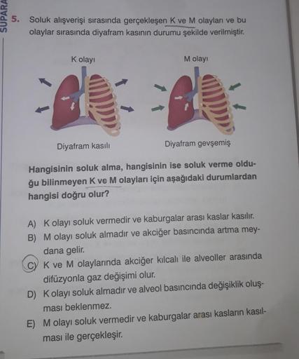 5.
Soluk alışverişi sırasında gerçekleşen K ve M olayları ve bu
olaylar sırasında diyafram kasının durumu şekilde verilmiştir.
K olayı
Diyafram kasılı
M olayı
Diyafram gevşemiş
Hangisinin soluk alma, hangisinin ise soluk verme oldu-
ğu bilinmeyen K ve M ol